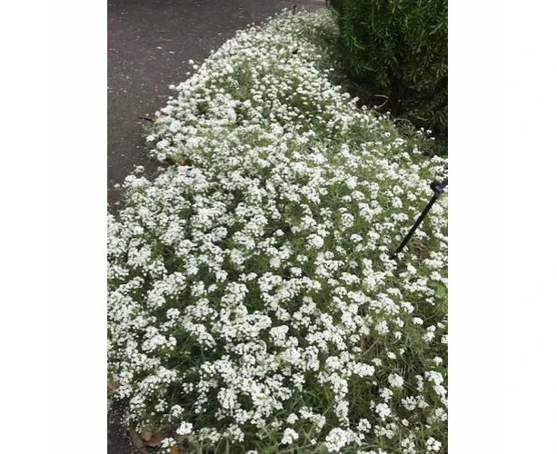 Boondie Seeds ALYSSUM 'Benthamii White' seeds