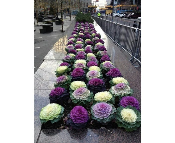 Boondie Seeds FLOWERING CABBAGE 'Ornamental Mix' seeds