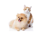 600ml Puppy Kitten Shampoo Dog Cat Tearless Sensitive Skin Gentle Pet Grooming