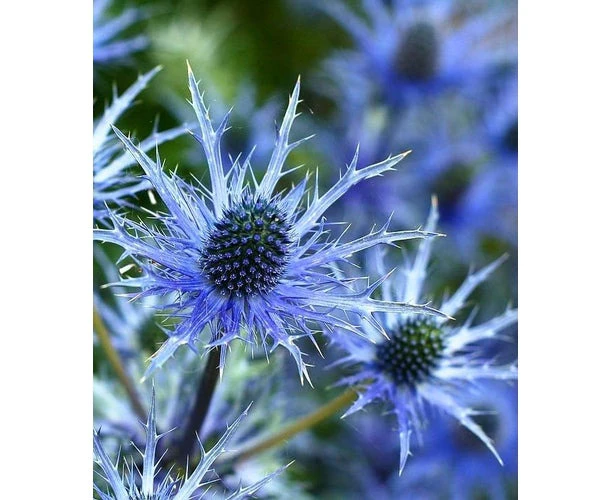 Boondie Seeds SEA HOLLY / ERYNGIUM PLANUM 'Deep Blue' seeds