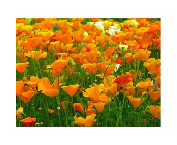 Boondie Seeds CALIFORNIAN POPPY 'Aurantiaca Orange' seeds