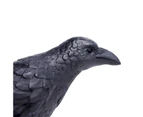 Safari Ltd Raven Wings Of The World