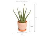 Cooper & Co. 40cm Artificial Aloe Vera Plant w/ Ceramic Pot - Green/Terracotta