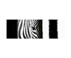 Zebra Eye Arty, Black and White Wall Art Acrylic Glass Print