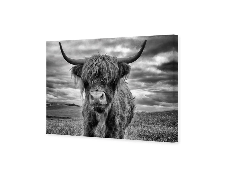 Stormy the Highland Cow Wall Art Canvas Print