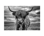 Stormy the Highland Cow Wall Art Canvas Print