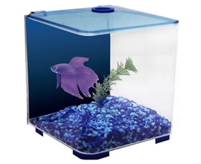 Betta Style Acrylic Siamese Fighting Fish Tank - Blue - 3 Litres