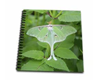 (20cm  by 20cm ) - 3dRose Luna Moth, Actias Luna Marion, Illinois, USA Drawing Book, 20cm by 20cm