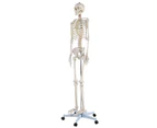 Giantex Life Size Human Anatomical Anatomy Skeleton Medical Model + Stand