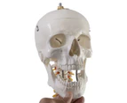 Giantex Life Size Human Anatomical Anatomy Skeleton Medical Model + Stand