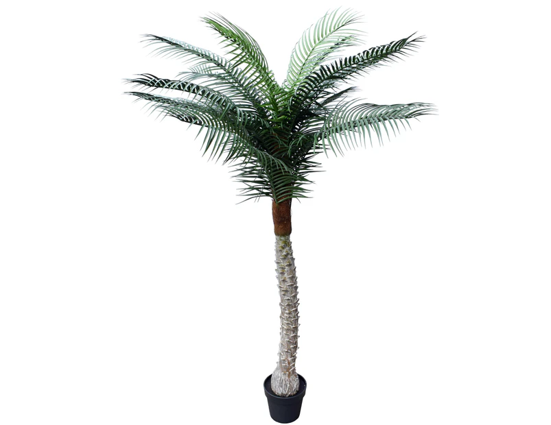 Tropical Phoenix Palm Tree 170cm UV Resistant
