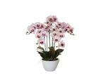 66cm Multi Butterfly Orchid Pink