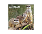 Meerkats 2022 Sqaure Calendar