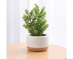 West Avenue Artificial Succulent w/ Ceramic Pot - Green/White/Terracotta