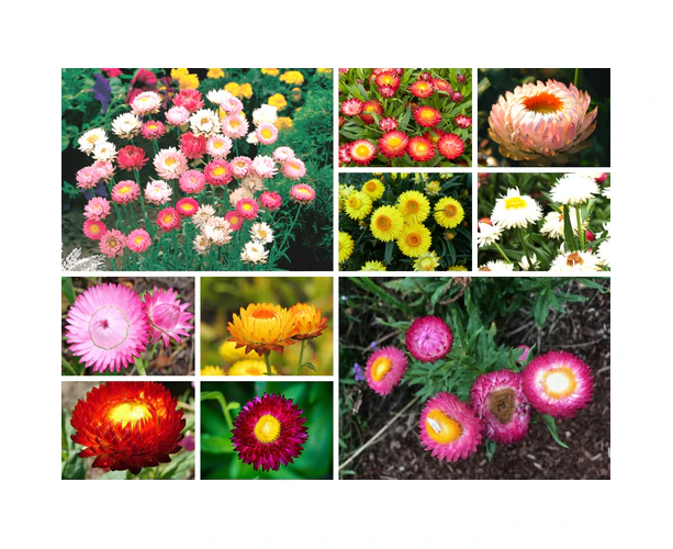 Boondie Seeds EVERLASTING DAISY MIX / PAPER DAISY / STRAWFLOWER *Native* seeds