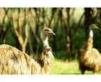 Rebirth-Advanced Emu Concentrate 50ml