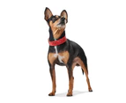 Hunter Capri Mini Stars Leather Dog Collar, Small to Medium Breeds - Red/Black