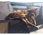 Cat Hammock to suit Classic & Premium Portable Enclosures