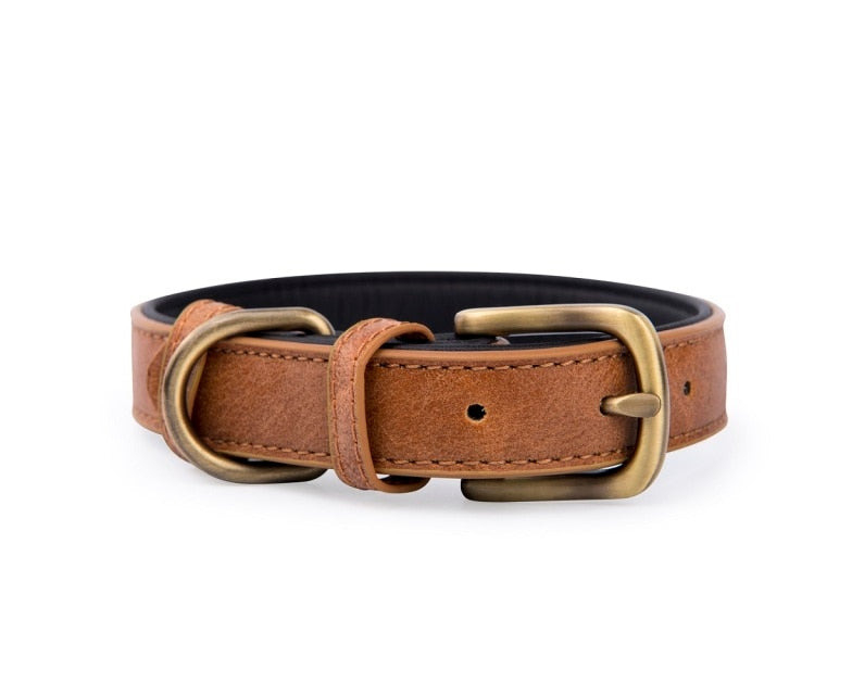Cognac Leather Dog Collar with Gold Buckle 