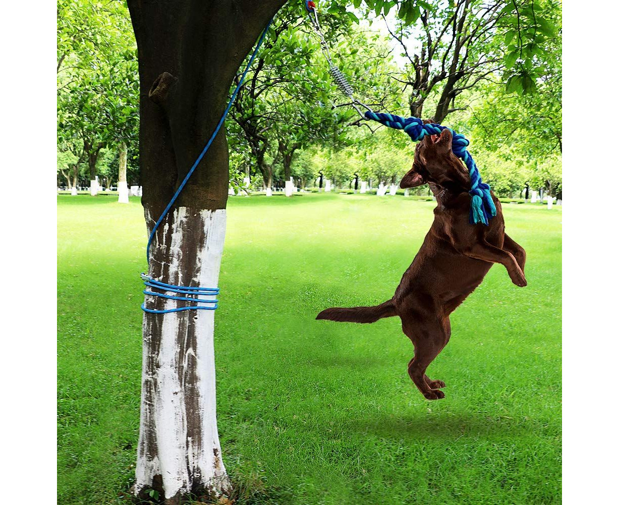 Dog hanging best sale from rope