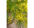 Acacia Decurrens 'Grey Wattle' Seeds
