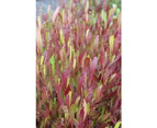 Dodonea Viscosa Purpurea 'Purple Sticky Hop Bush' Seeds