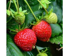 Strawberry 'Ali Baba' Seeds