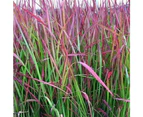 Imperata Cylindrica 'Red Cotton Grass'