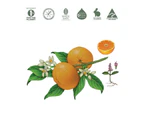 Koala Eco Natural Floor Cleaner Mandarin & Peppermint