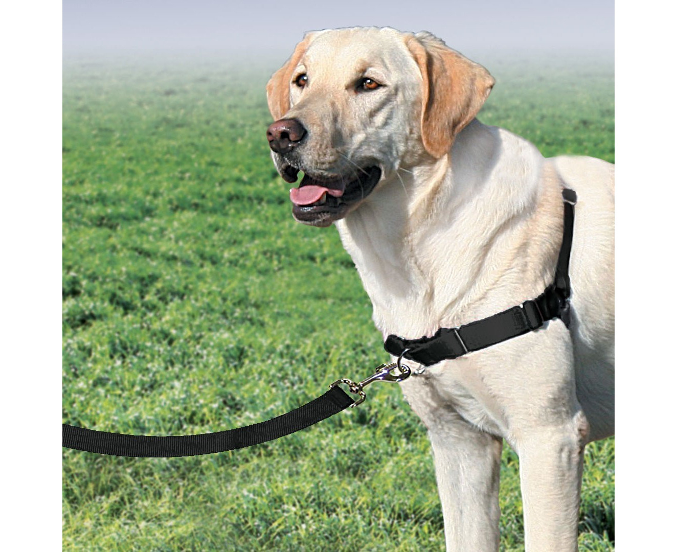 Gentle leader easy outlet walk harness australia