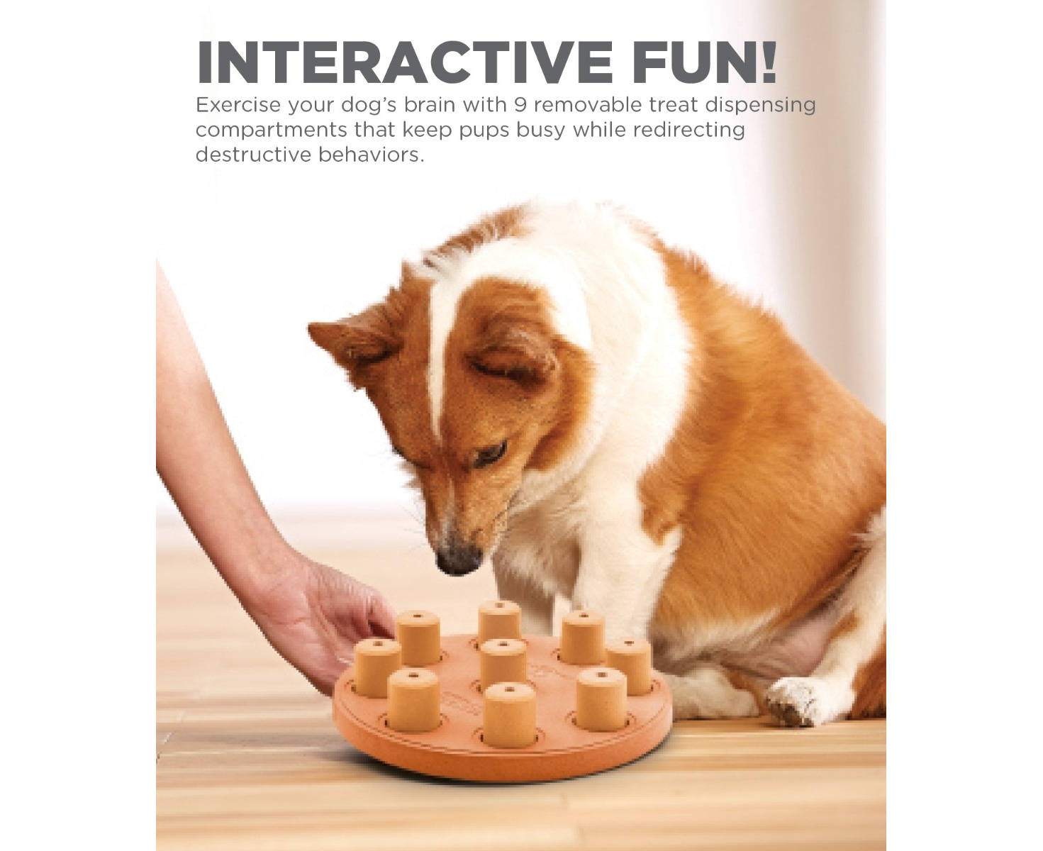 dog treat maze