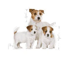 Royal Canin Mother & Babydog Starter Wet Dog Food 12 x 195g