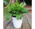 6Pcs/Set Practical Good Absorption Flowerpot Automatic Effective Plastic Plant Container for Home-White