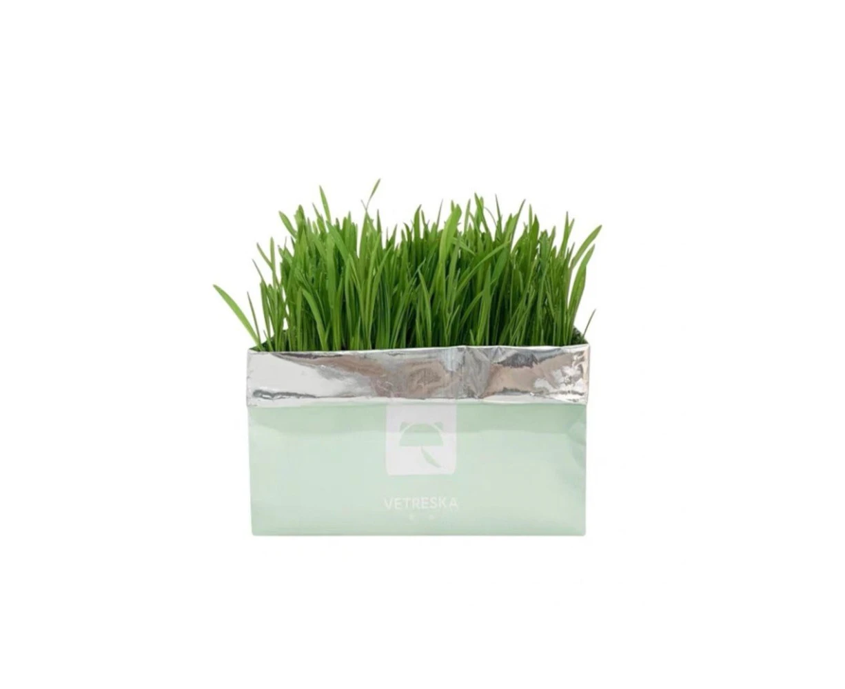 VETRESKA Cat Grass Soilless Seeds - Setaria