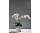 6 Pack Phalaenopsis Orchids Leaves Artificial Real Looking Roots Touch Plants Green Faux Leaf Arrangement