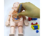 18Pcs/Set Human Model Removable Educational Toy Plastic Rotatable Organ Assembly Toy for Kids