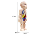 18Pcs/Set Human Model Removable Educational Toy Plastic Rotatable Organ Assembly Toy for Kids