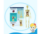 1 Set Human Body Model Bright Color Realistic Easy to Assemble Kids Anatomy Biology Organ Learning Toy for Entertainment-1 Set