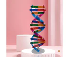 DNA Models Double Helix Structure Teaching Toy ABS Double Helix DIY Human Genes for Biological Science