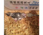 5Pcs Pet Bird Parrot Stainless Steel Feeding Spoon Milk Powder Feeder Supplies-Silver 5pcs
