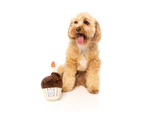 Birthday Cake Large Soft Plush Dog & Puppy Toy - 20cm (FuzzYard)
