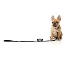 Yeezy X-Small FuzzYard Dog & Puppy Lead Leash - 11mm x 120cm