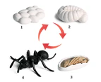 Bestjia Realistic Ant Growth Cycle Figurine Set Kids Simulated Animal Educational Toys - Red Ant