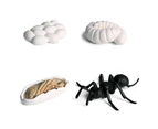 Bestjia Realistic Ant Growth Cycle Figurine Set Kids Simulated Animal Educational Toys - Ant+Ant Growth Cycle