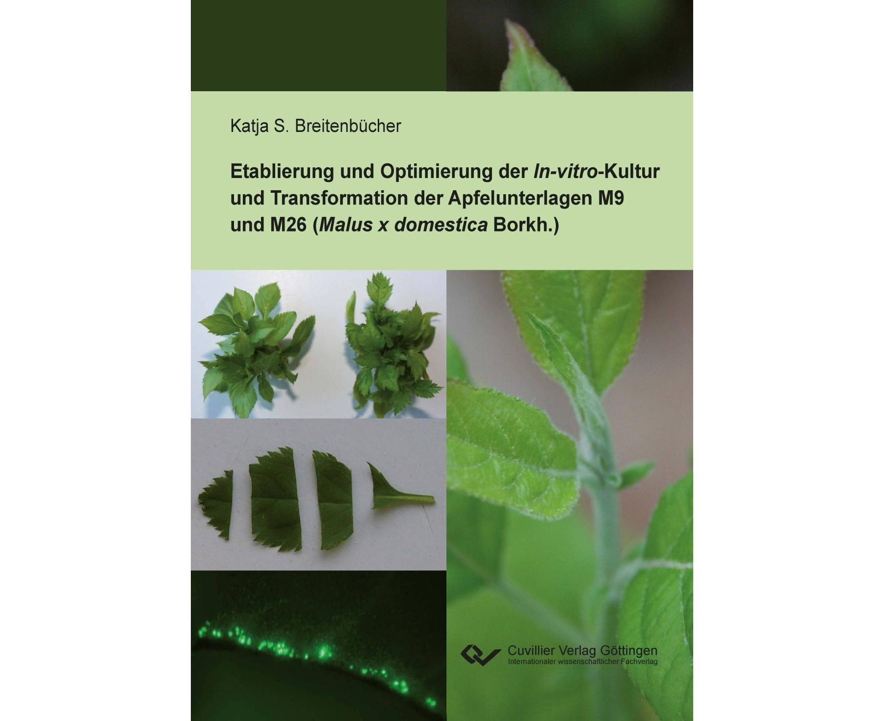 Etablierung und Optimierung der InvitroKultur und Transformation der