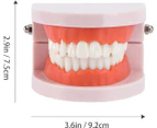 1 pcs Standard Teeth Model, Dental Teaching Model Tooth Brushing Toy for Kids Study Supplies Early Education