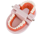 1 pcs Standard Teeth Model, Dental Teaching Model Tooth Brushing Toy for Kids Study Supplies Early Education