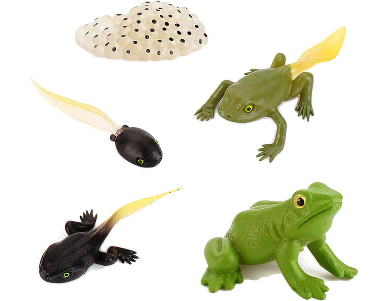 Frog Life Cycle Set 5 Pcs,Growth Diary Figures Model Learning Educational Aids Toys