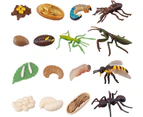 16PCS Insect Figurines Life Cycle of Stag Beetle,Honey Bee,Mantis,Ant Plastic Safariology Bug Figures Toy Kit Caterpillars to Butterflies Educational Schoo