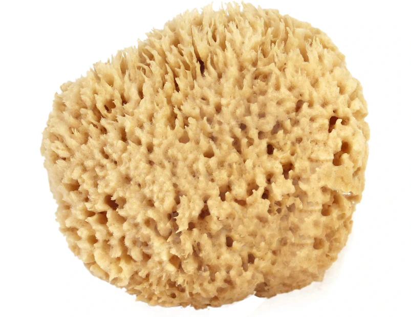Sea Wool Sponge 3.0-3.5" (Large) By Bath & Shower Express Natural Renewable Resource!